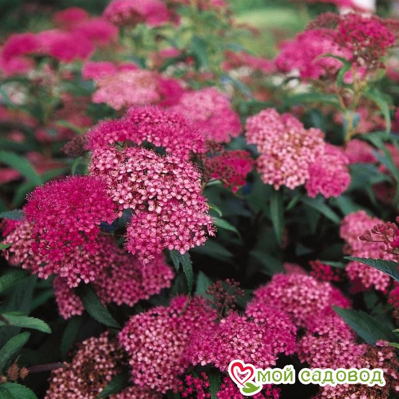 Спирея японская «Антони Ватерер» (до 80см)