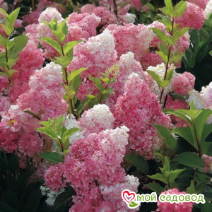 Гортензия метельчатая Ванила Фрайз